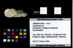 Foto (Objekt + Etikett) von Cyclothyreus sp.  (NHMW-GEO-1990-0041-2504)